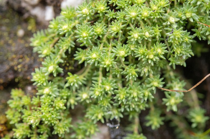 Rhodiola sedoides photo 2