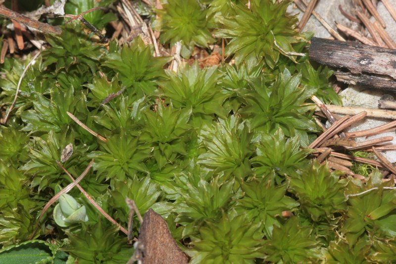 Ontario Rhodobryum Moss