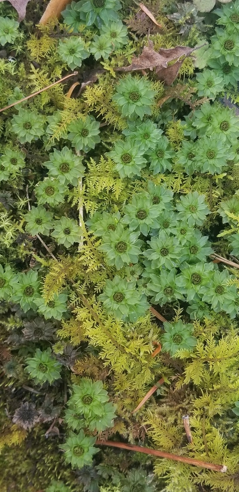 Ontario Rhodobryum Moss