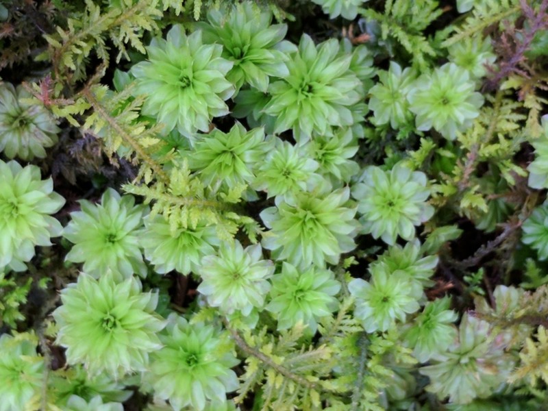 Ontario Rhodobryum Moss photo 2