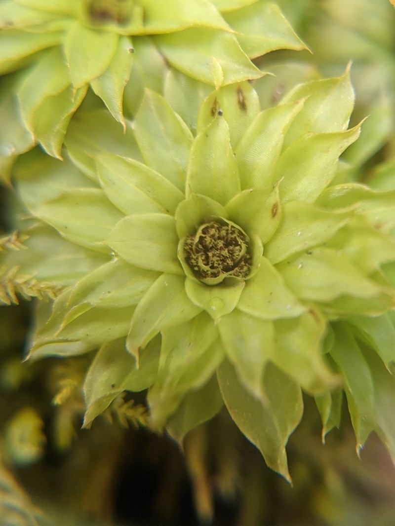 Ontario Rhodobryum Moss photo 3