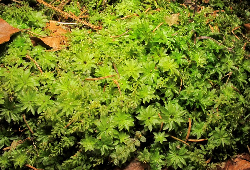 Ontario Rhodobryum Moss photo 4