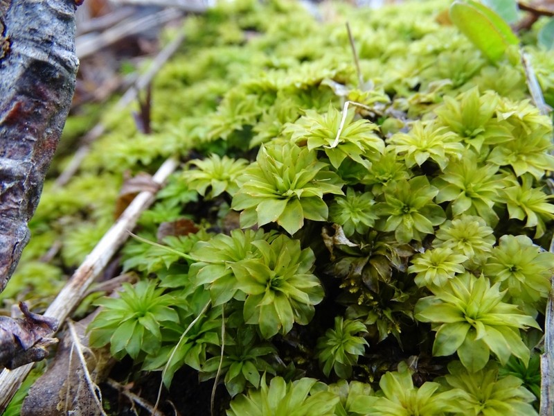 Ontario Rhodobryum Moss photo 5
