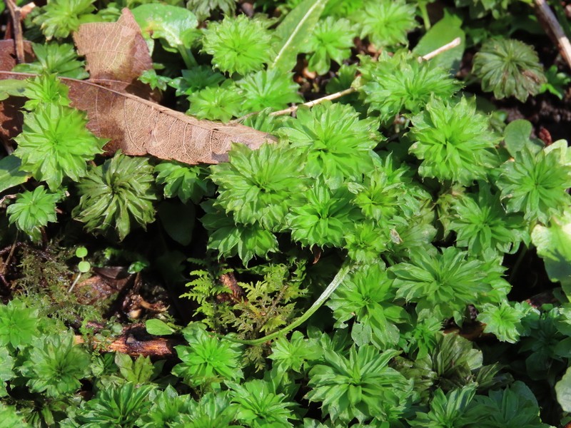 Ontario Rhodobryum Moss photo 6