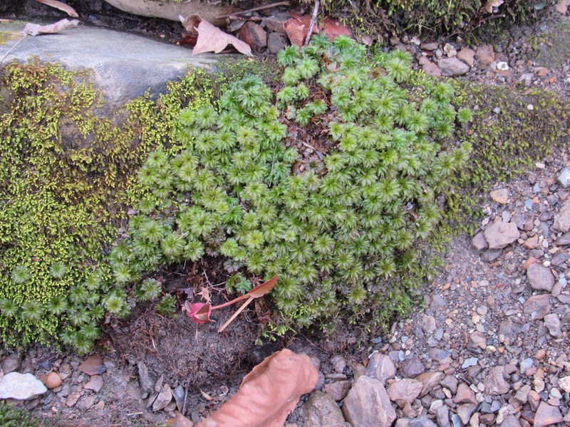 Ontario Rhodobryum Moss photo 7