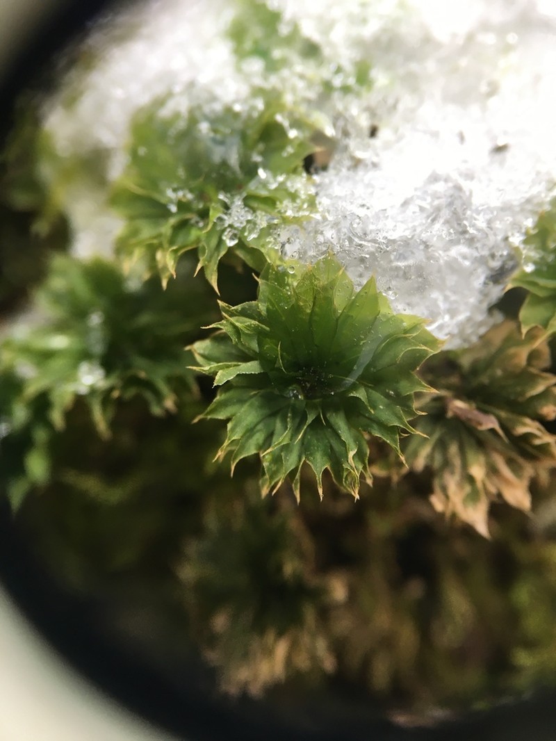Ontario Rhodobryum Moss photo 8