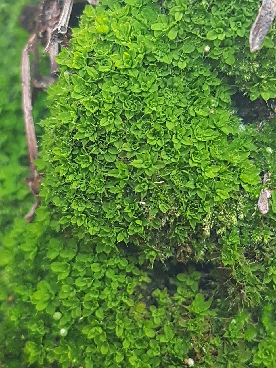 Rose Rhodobryum Moss