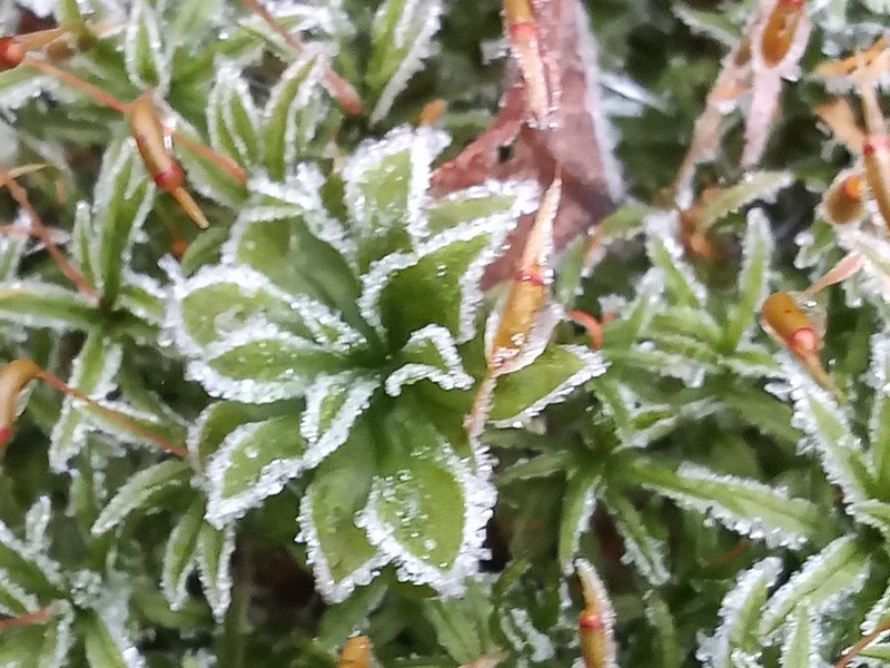 Rose Rhodobryum Moss photo 2