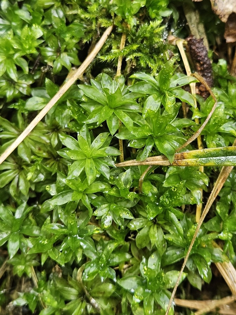 Rose Rhodobryum Moss photo 3