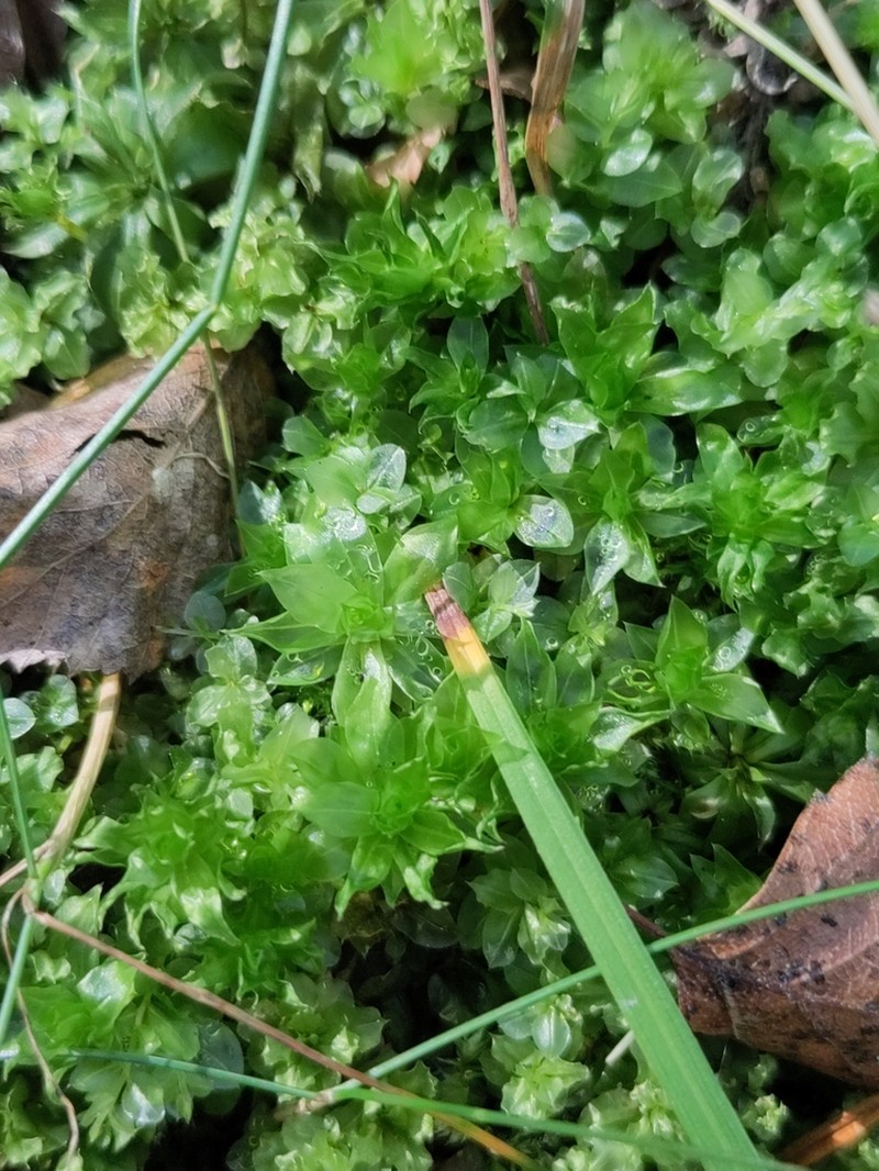 Rose Rhodobryum Moss photo 5