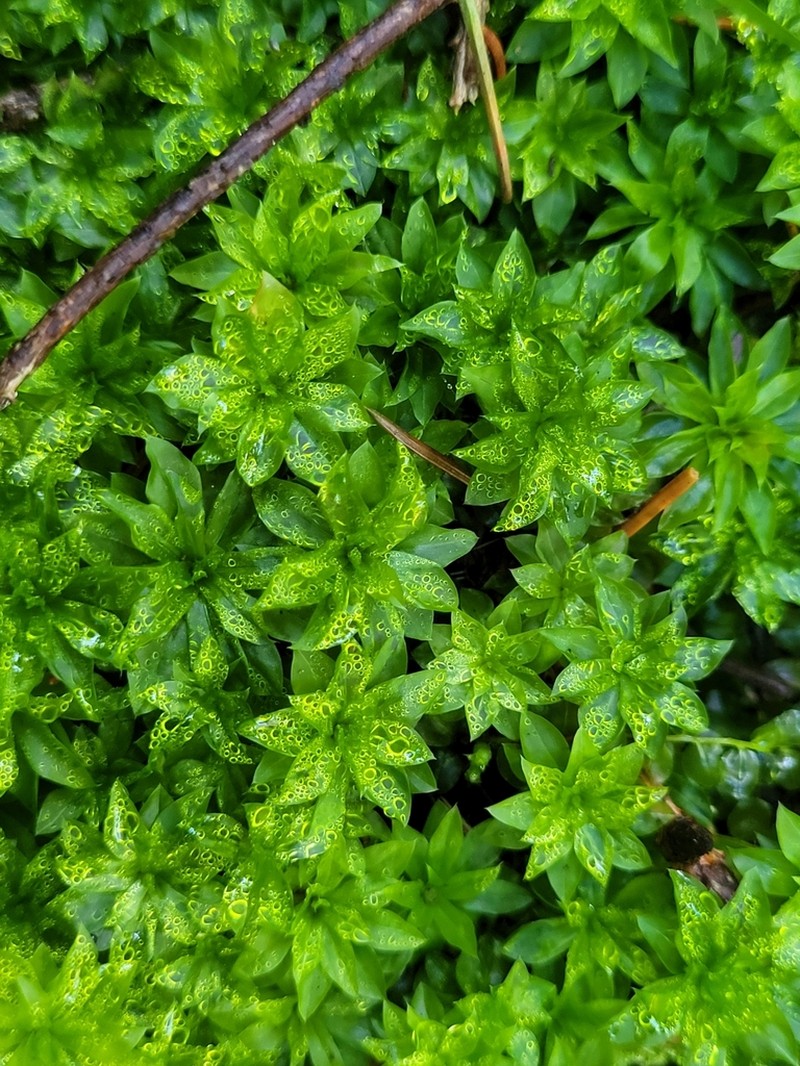 Rose Rhodobryum Moss photo 6