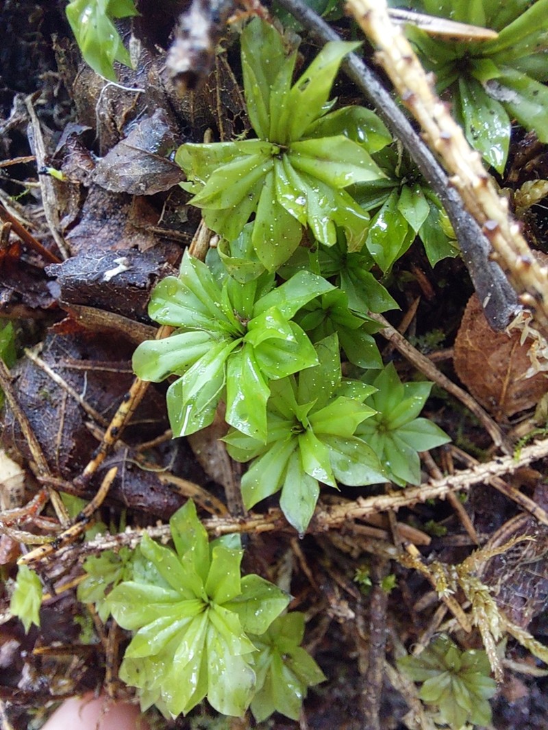 Rose Rhodobryum Moss photo 7
