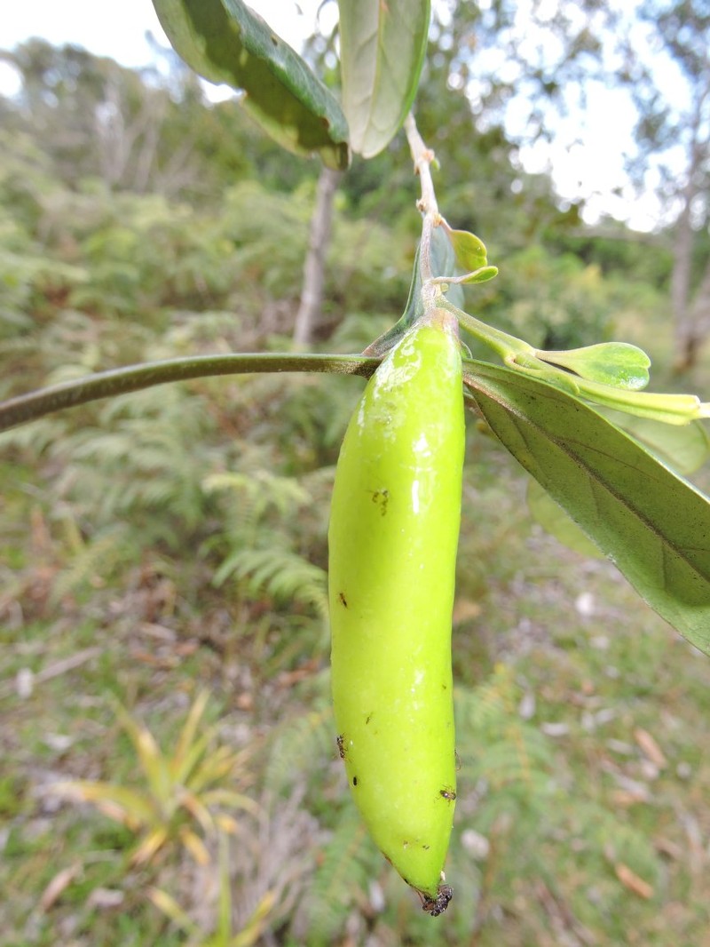 Rhodocolea compressa