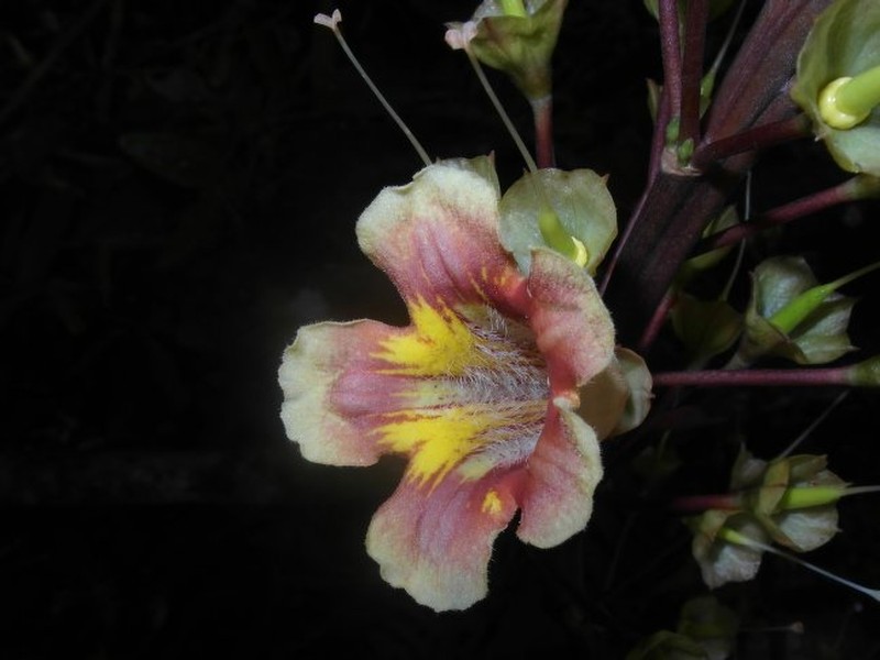 Rhodocolea humblotiana