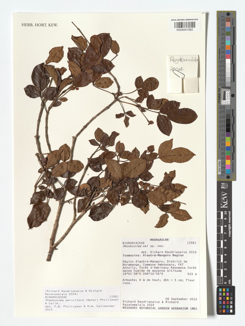 Rhodocolea parviflora
