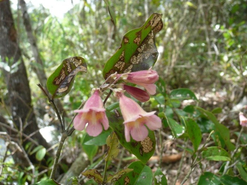 Rhodocolea parviflora photo 2