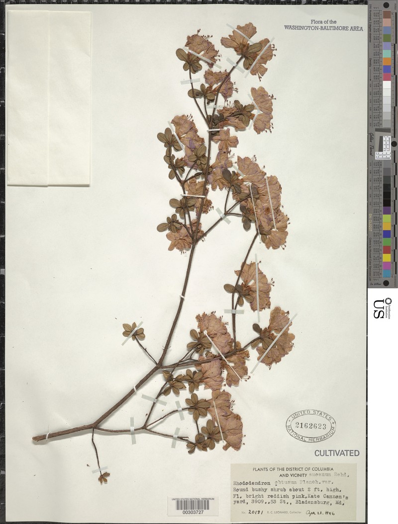 Rhododendron × amoenum