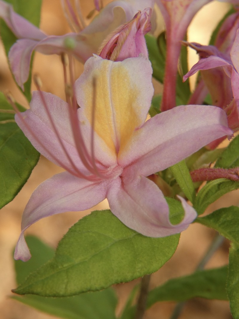 hybrid rhododendron