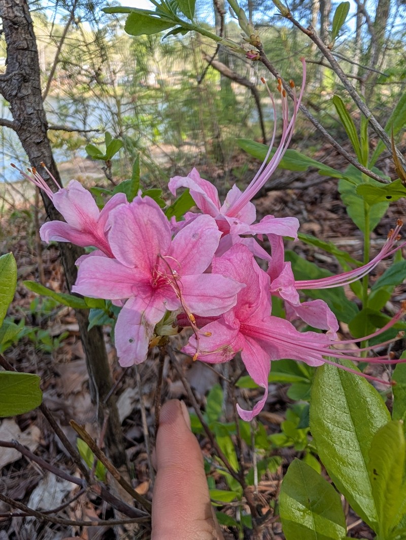 hybrid rhododendron photo 2