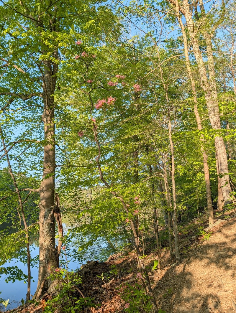 hybrid rhododendron photo 3