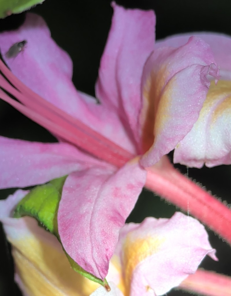 hybrid rhododendron photo 4
