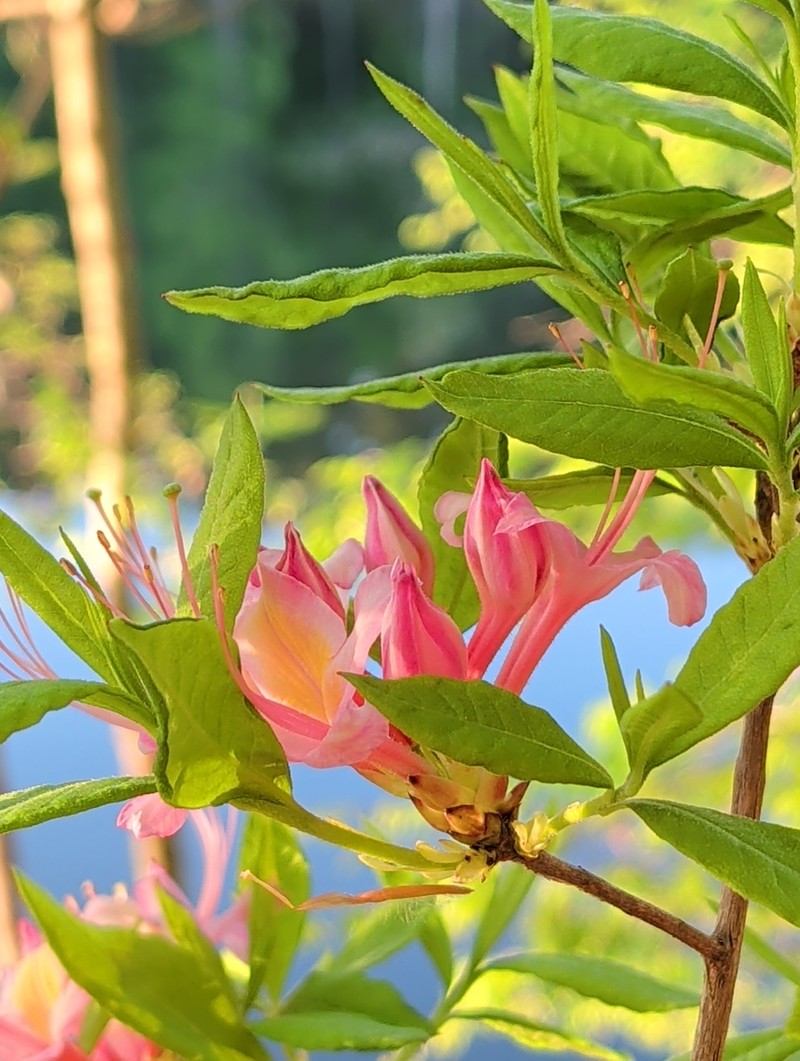 hybrid rhododendron photo 5