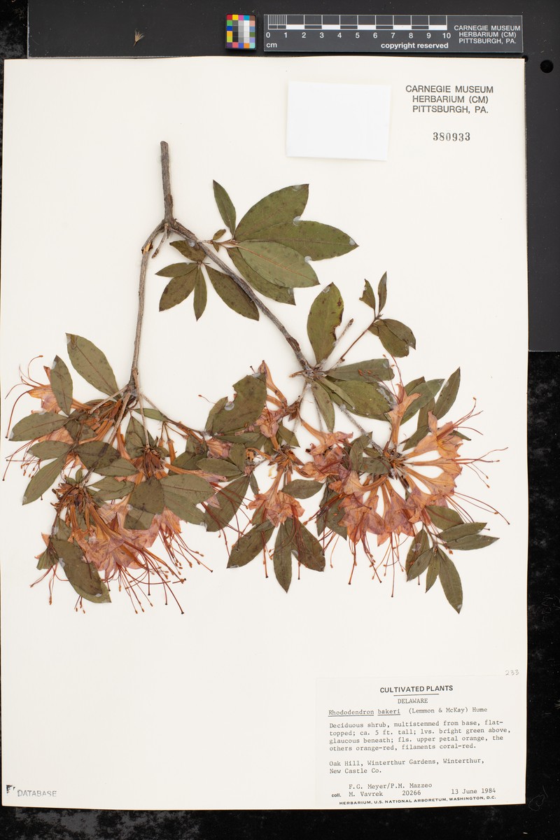 hybrid rhododendron photo 6