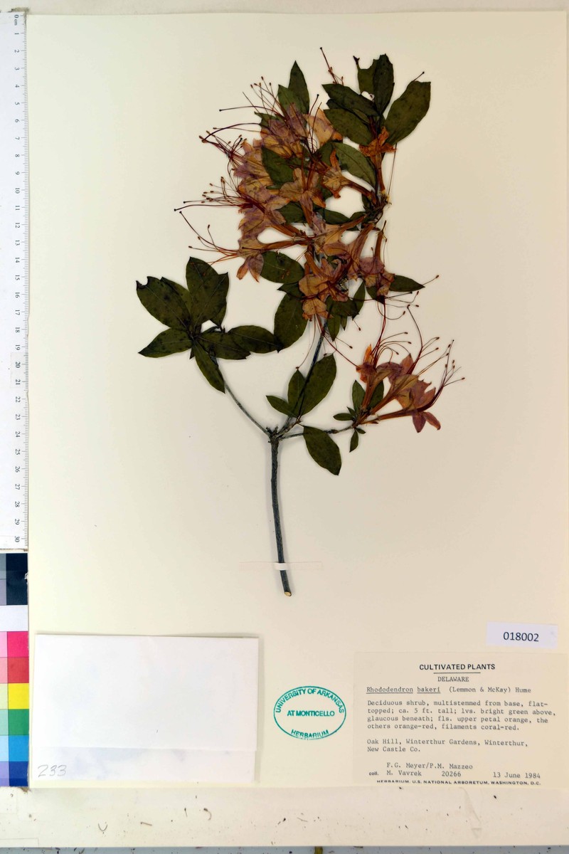 hybrid rhododendron photo 7