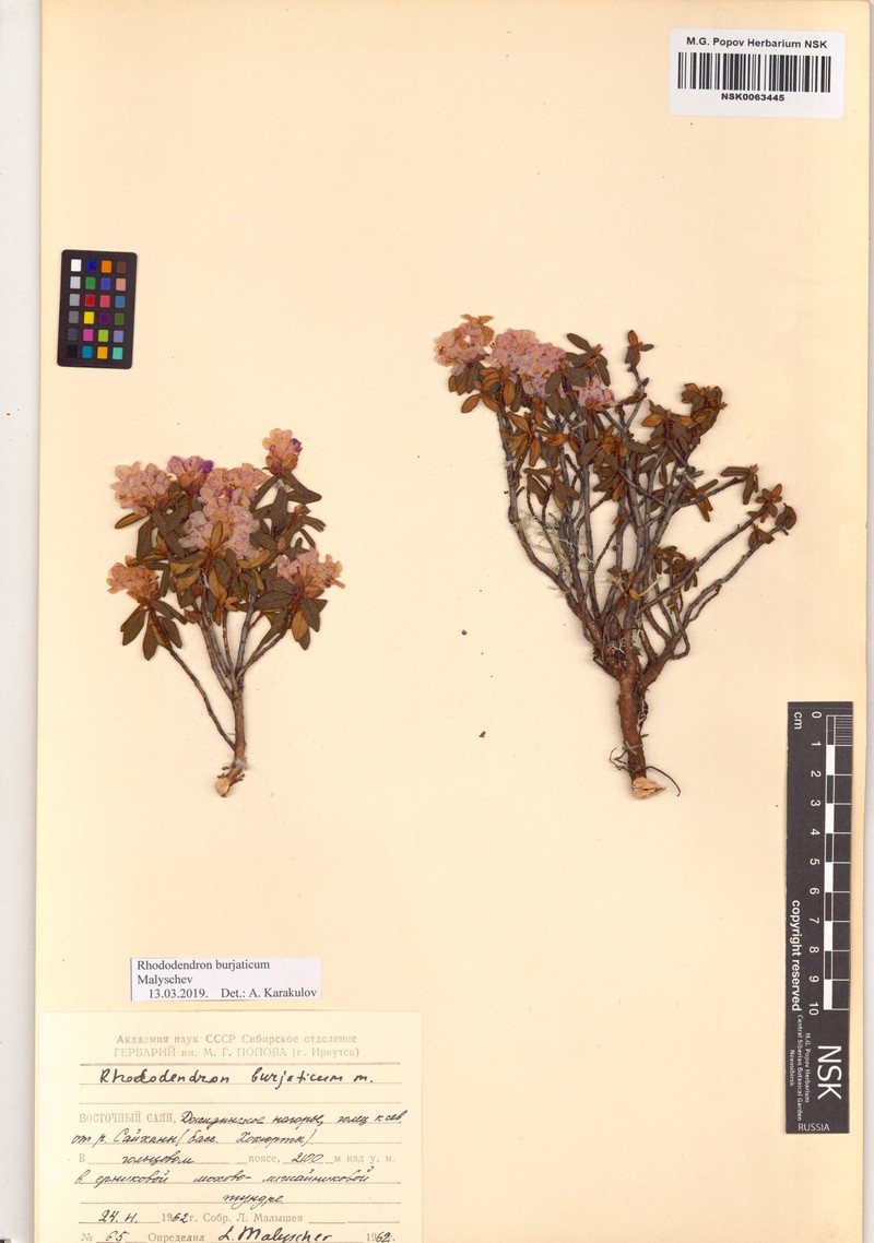 Rhododendron × burjaticum