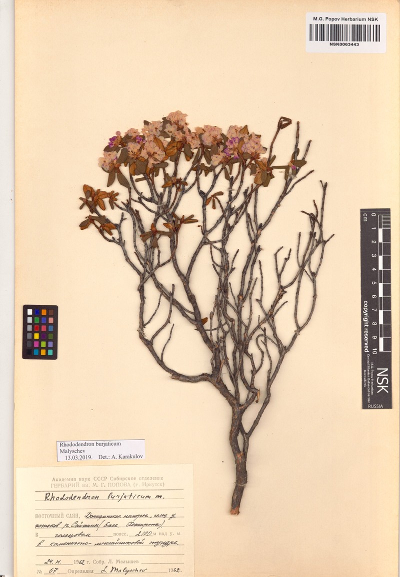 Rhododendron × burjaticum photo 2