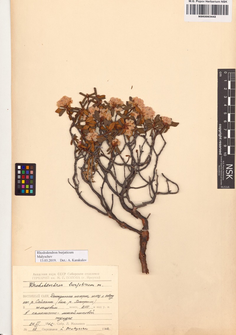 Rhododendron × burjaticum photo 3