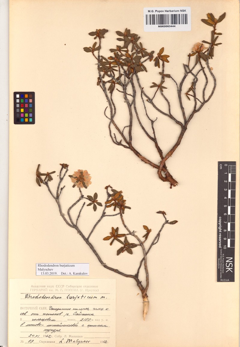 Rhododendron × burjaticum photo 4