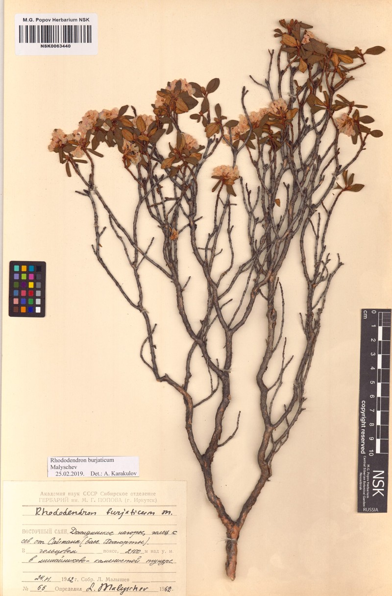 Rhododendron × burjaticum photo 5