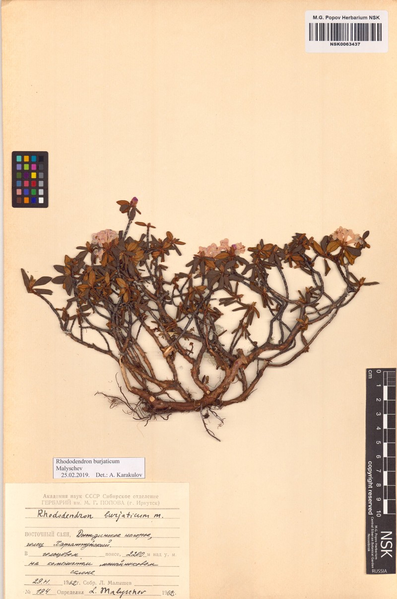 Rhododendron × burjaticum photo 6