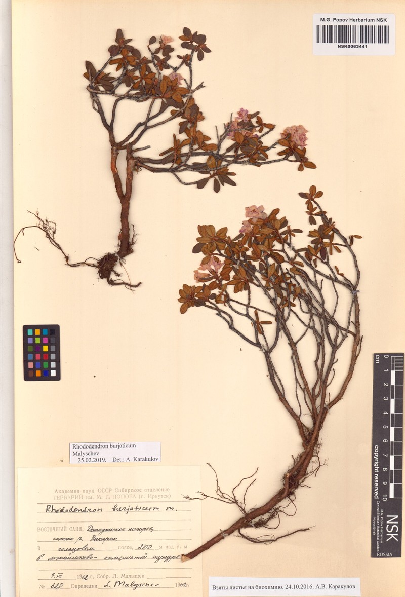 Rhododendron × burjaticum photo 7