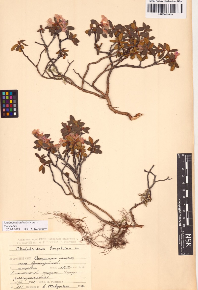 Rhododendron × burjaticum photo 8