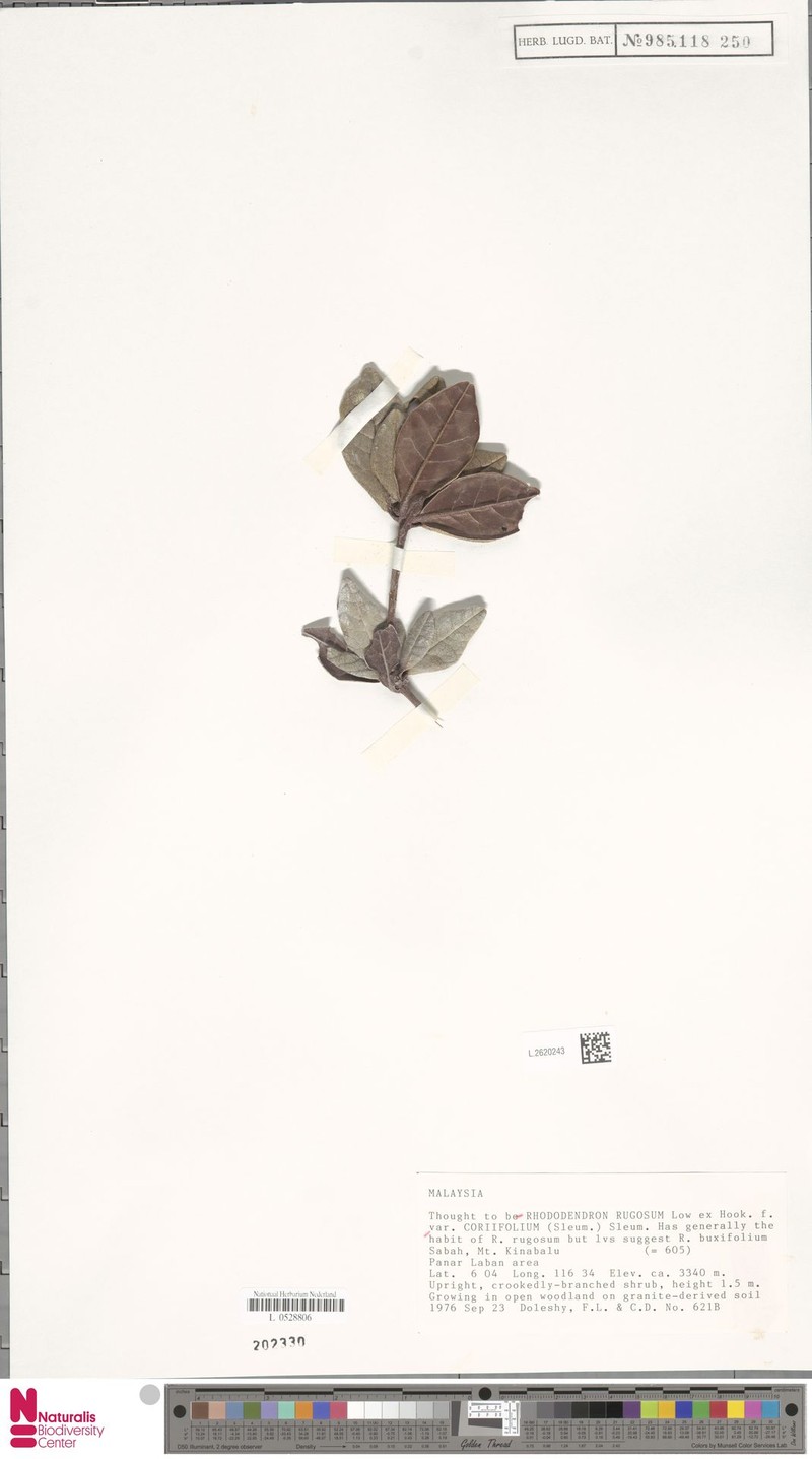 Rhododendron × coriifolium