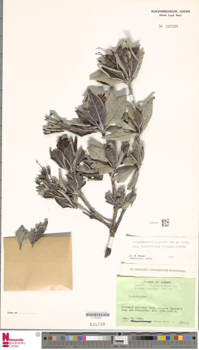 Rhododendron × coriifolium photo 2