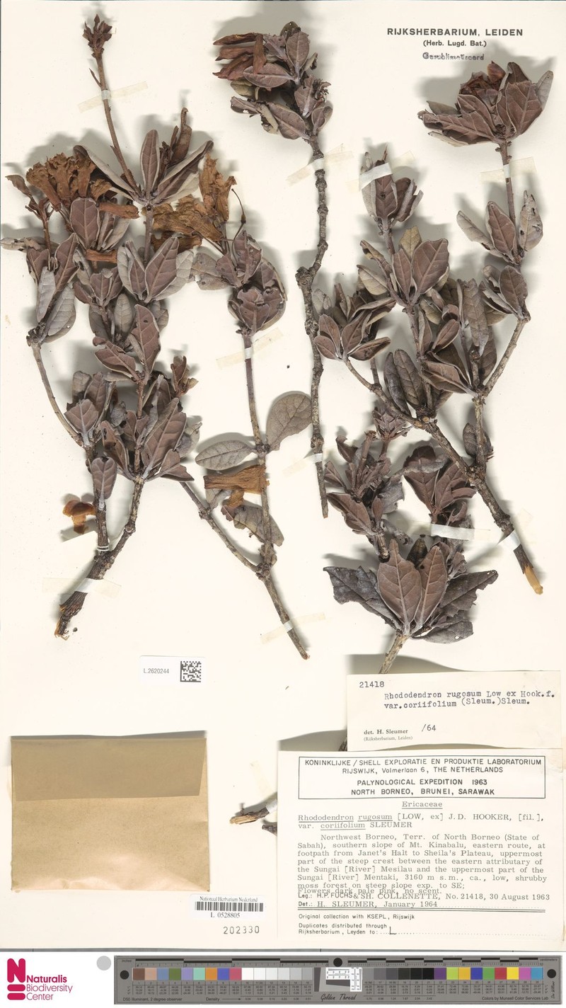 Rhododendron × coriifolium photo 3