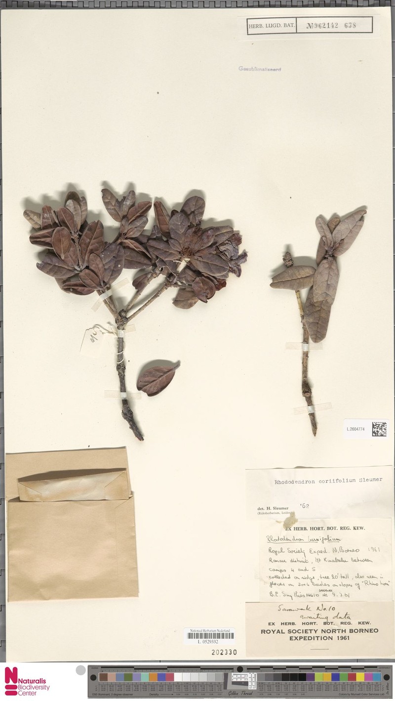 Rhododendron × coriifolium photo 6