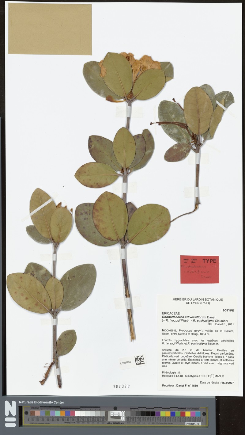 Rhododendron × diversiflorum
