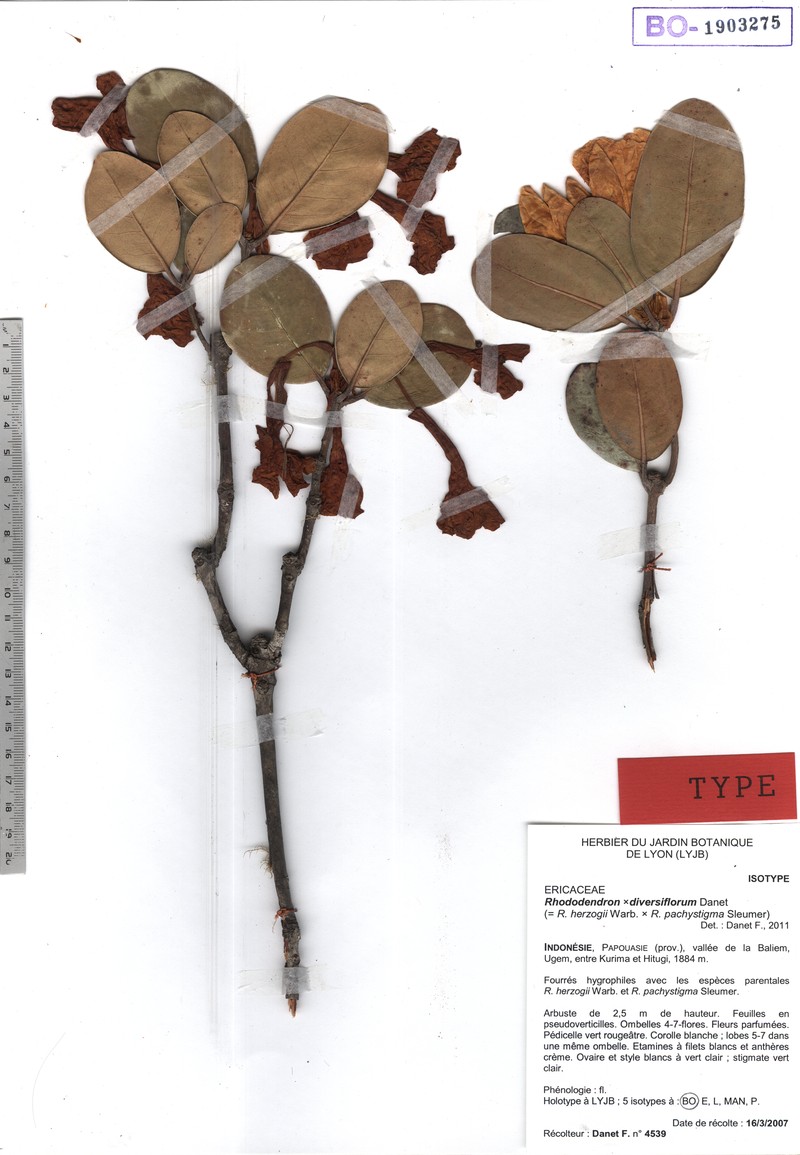 Rhododendron × diversiflorum photo 2
