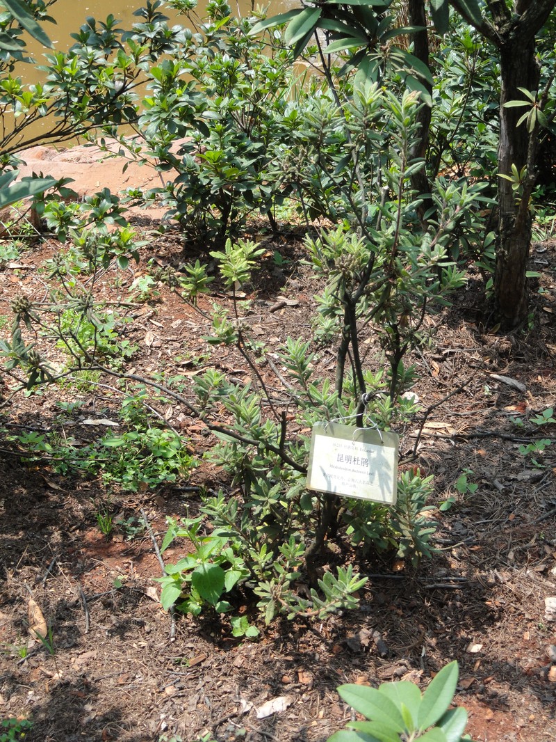 Rhododendron × duclouxii