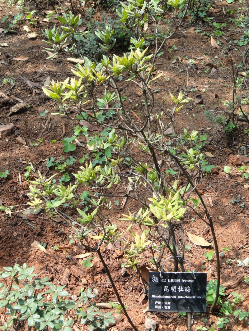 Rhododendron × duclouxii photo 2