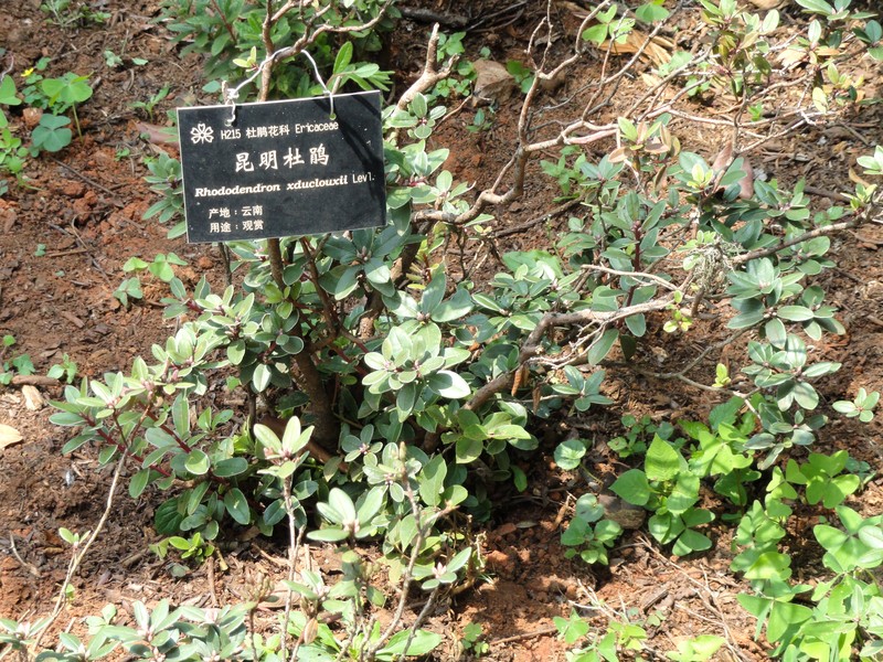 Rhododendron × duclouxii photo 3