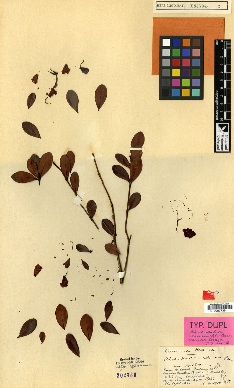 Rhododendron × epilosum