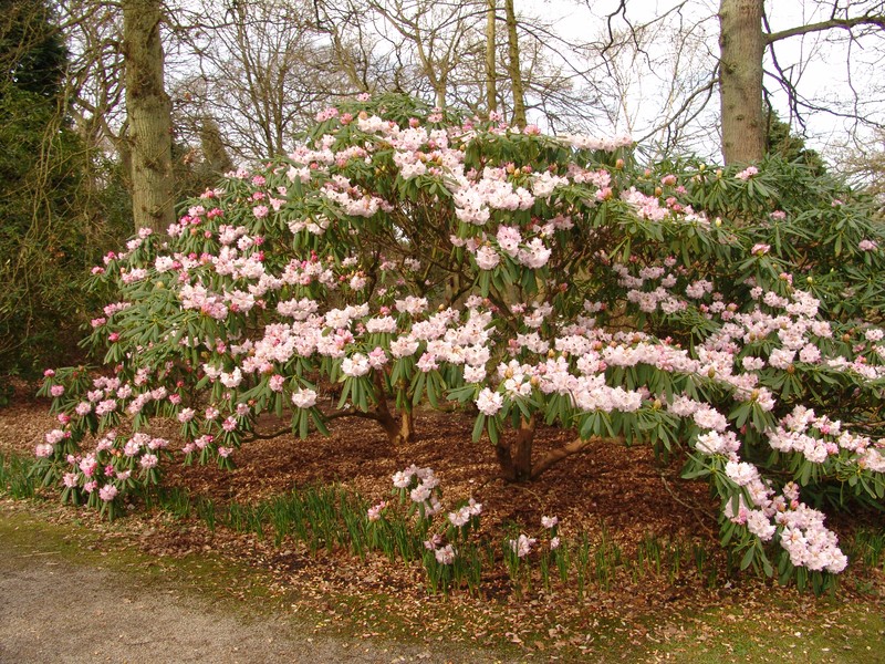 Rhododendron × geraldii