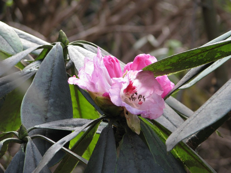 Rhododendron × geraldii photo 2