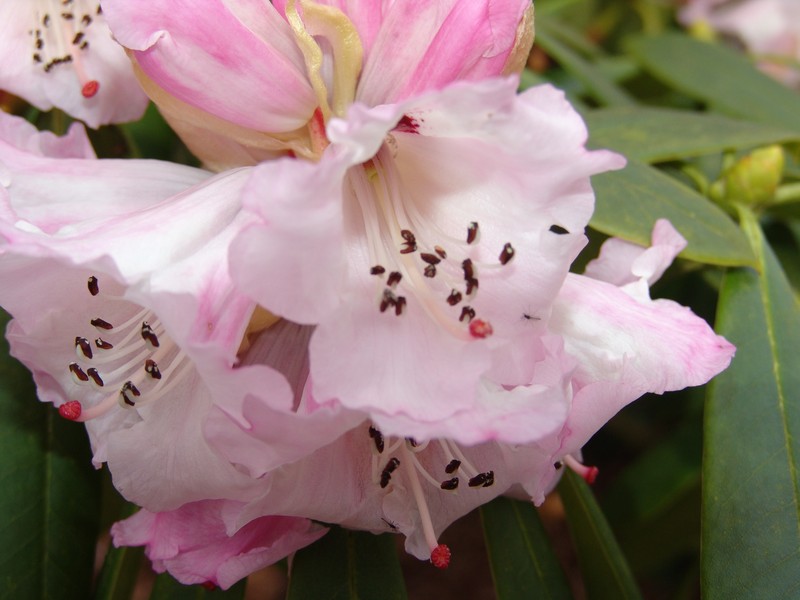 Rhododendron × geraldii photo 3