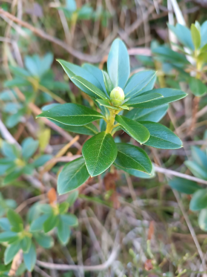 Rhododendron × intermedium photo 4